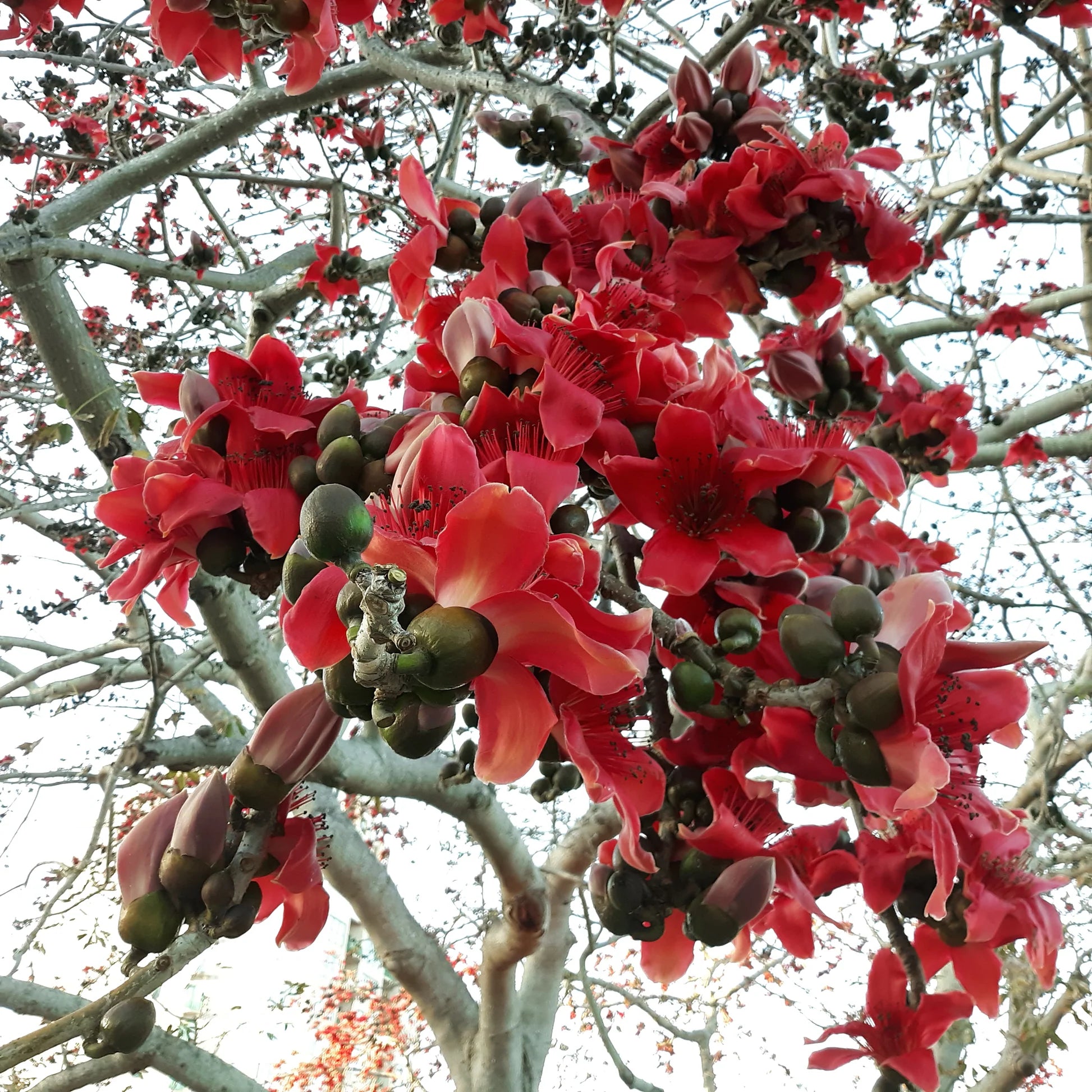 Ceiba Flower seeds for Planting - Shade Tolerant, Heirloom & GMO Free Seeds for Home Garden