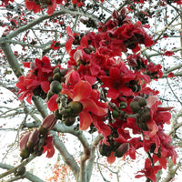 Ceiba Flower seeds for Planting - Shade Tolerant, Heirloom & GMO Free Seeds for Home Garden