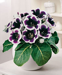 White Black Gloxinia Flower seeds for Planting Easy to Grow Heirloom & GMO Free Seeds for Home Garden
 
 Sale
