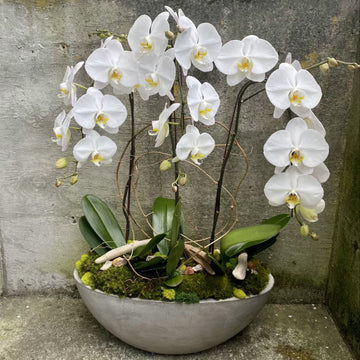 White Phalaenopsis Orchid Flower Seeds for Planting – Heirloom, Non-GMO, High Germination Organic Garden Seeds