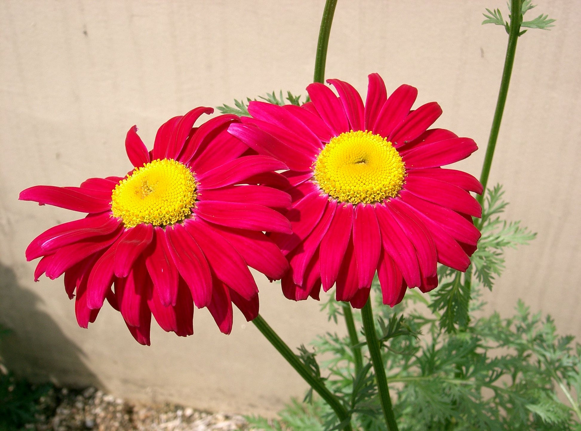 Pyrethrum Flower seeds for Planting Cottage Garden Essential Heirloom & GMO Free Seeds for Home Garden 
 
 Sale