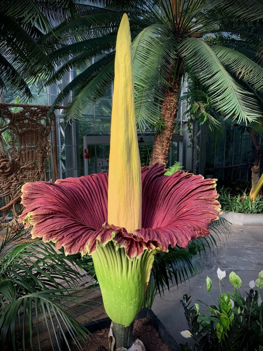 Amorphophallus Flower seeds for Planting Drought Tolerant Heirloom & GMO Free Seeds for Home Garden 
 
 Sale