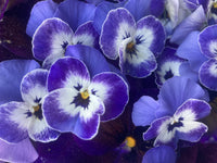Pansy Heartsease Flower seeds for Planting Easy to Grow Heirloom & GMO Free Seeds for Home Garden