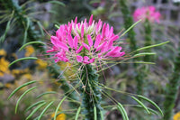 Pink Cleome Flower seeds for Planting Low Maintenance Heirloom & GMO Free Seeds for Home Garden 
 
 Sale