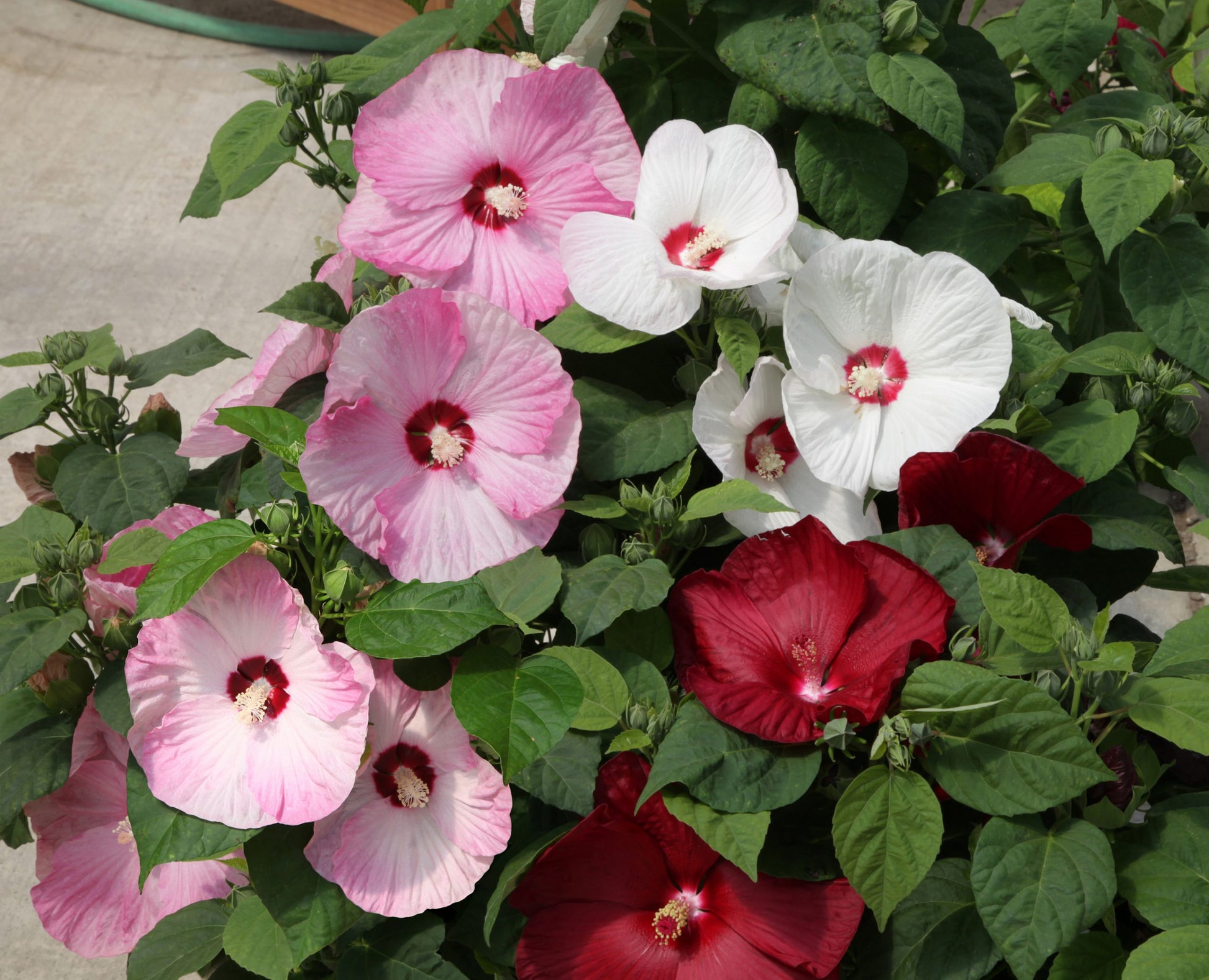 Mix Hibiscus Luna Flower seeds for Planting Cut Flower Favorite Heirloom & GMO Free Seeds for Home Garden