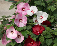 Mix Hibiscus Luna Flower seeds for Planting Cut Flower Favorite Heirloom & GMO Free Seeds for Home Garden
