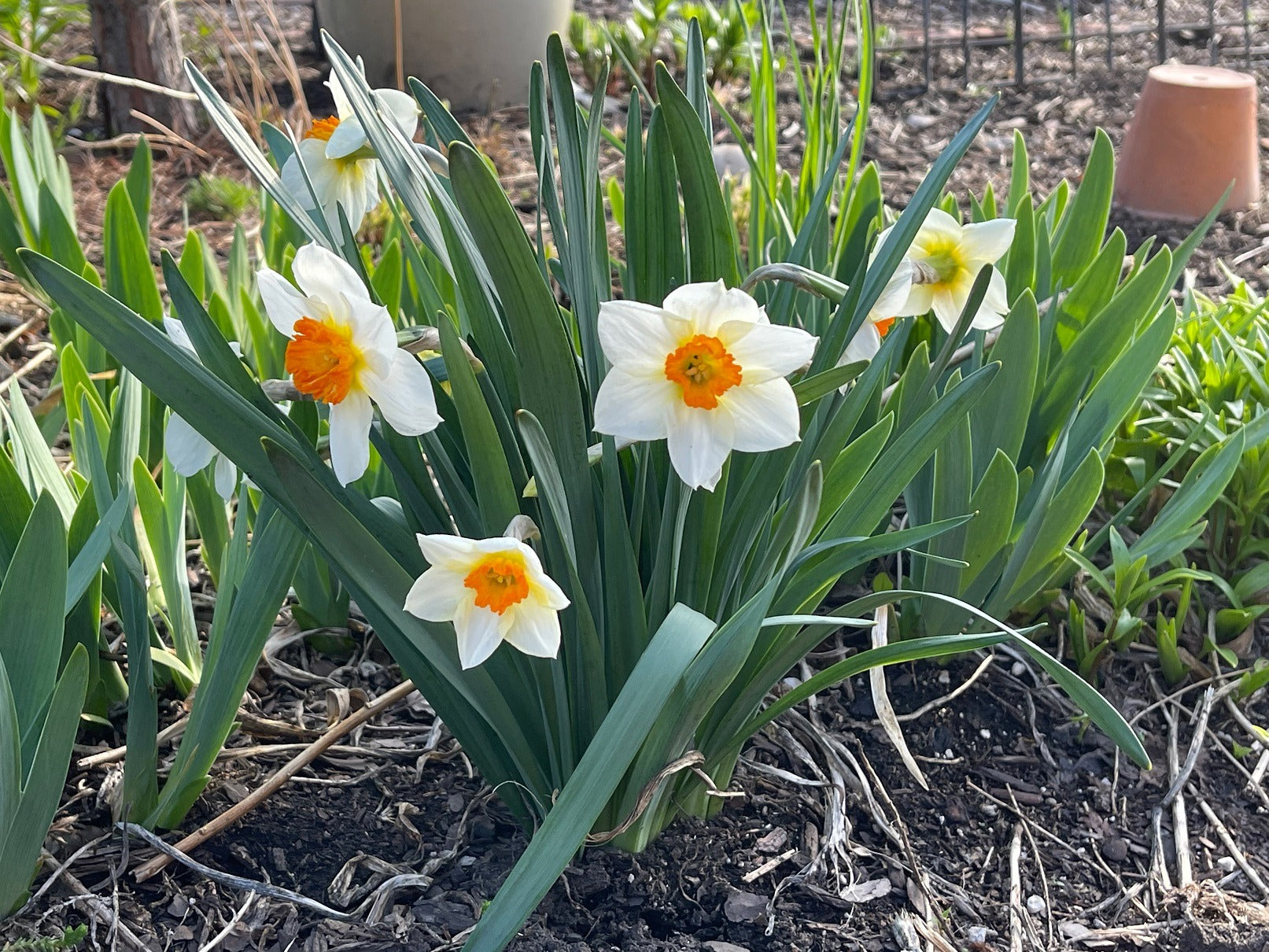 Daffodil Flower Planting Seeds for Vibrant Spring Blooms