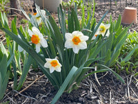 Daffodil Flower Planting Seeds for Vibrant Spring Blooms