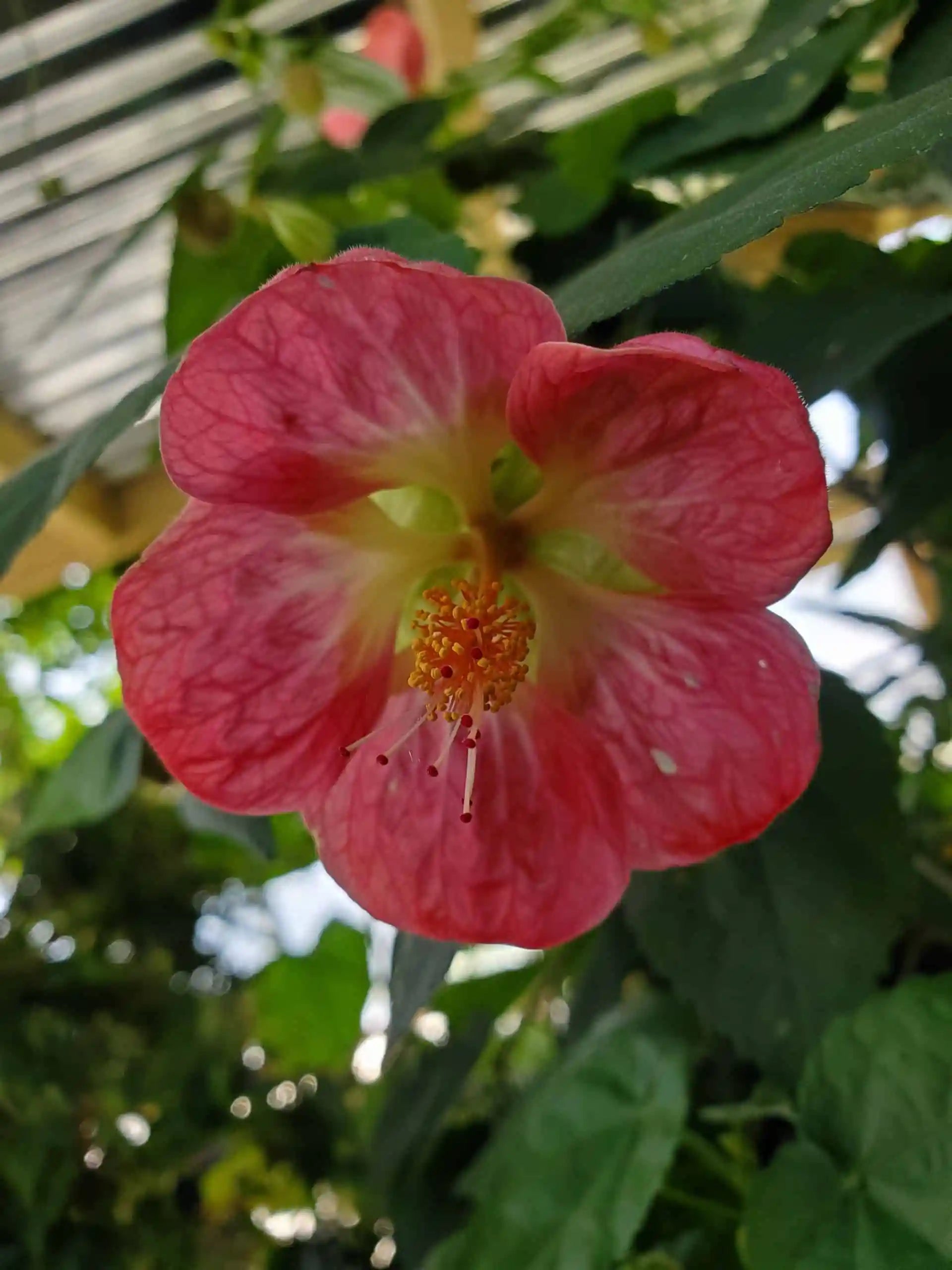 Abutilon Bella Flower seeds for Planting - Hardy Variety, Heirloom & GMO Free Seeds for Home Garden