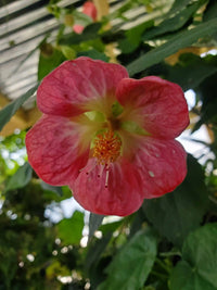 Abutilon Bella Flower seeds for Planting - Hardy Variety, Heirloom & GMO Free Seeds for Home Garden