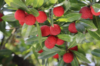 Bayberry Seeds for Planting - High Quality
