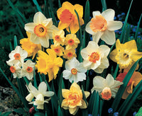 Mixed Colour Double Daffodil Flower Seeds for Planting Bright Blooms Heirloom & GMO Free Seeds for Home Garden
 
 Sale