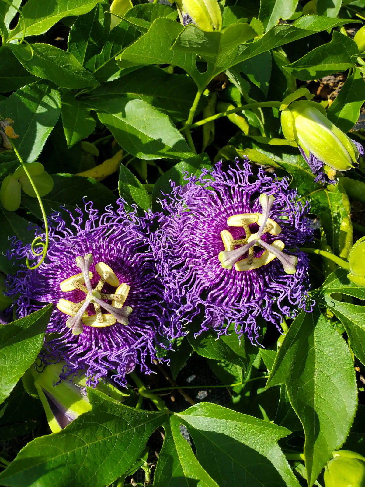 Passion (Passion Flower) seeds for planting in home garden