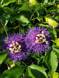 Passion (Passion Flower) seeds for planting in home garden