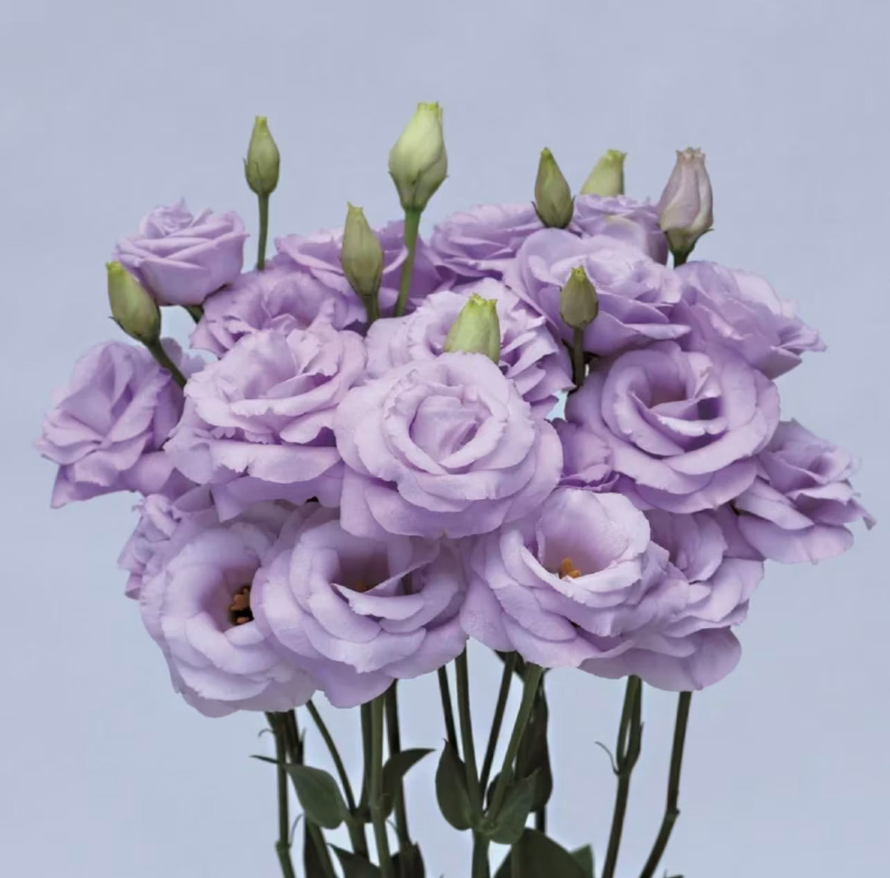 Lavender Eustoma (Lisianthus) Flower seeds for Planting - Compact Growth, Heirloom & GMO Free Seeds for Home Garden