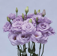 Lavender Eustoma (Lisianthus) Flower seeds for Planting - Compact Growth, Heirloom & GMO Free Seeds for Home Garden