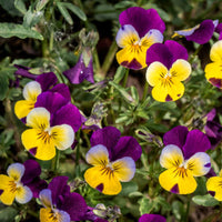 Viola Tricolor Planting Flower Seeds for Vibrant Gardens - Organic Multi-Colored Blooms