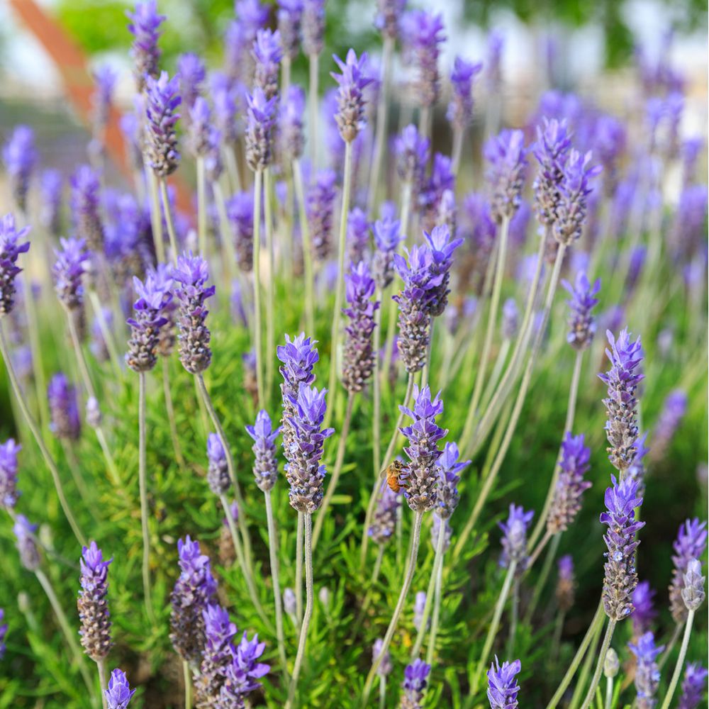 Blue Lavendula Munstead Flower seeds for Planting - Easy to Grow, Heirloom & GMO Free Seeds for Home Garden