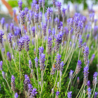 Blue Lavendula Munstead Flower seeds for Planting - Easy to Grow, Heirloom & GMO Free Seeds for Home Garden