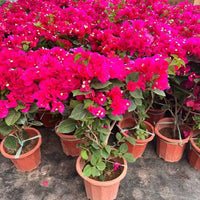 Bougainvillea Spectabilis Plant Seeds for Bright, Climbing Flowers