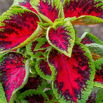 Green Pink Coleus Flower seeds for Planting Colorful Display Heirloom & GMO Free Seeds for Home Garden