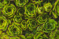 Semillas De Flores Flower seeds for Planting Low Maintenance Heirloom & GMO Free Seeds for Home Garden
 
 Sale
