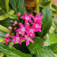 Pink Pentas Flower seeds for Planting - Compact Growth, Heirloom & GMO Free Seeds for Home Garden