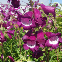 Purple Mexicali Sunburst Penstemon Flower seeds for Planting - Seasonal Bloomer, Heirloom & GMO Free Seeds for Home Garden