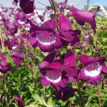 Purple Mexicali Sunburst Penstemon Flower seeds for Planting - Seasonal Bloomer, Heirloom & GMO Free Seeds for Home Garden