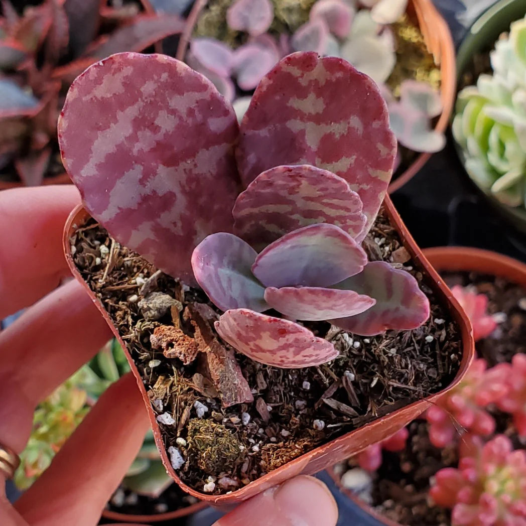Purple White Kalanchoe Humilis Flower seeds for Planting Perfect for Borders Heirloom & GMO Free Seeds for Home Garden 
 
 Sale