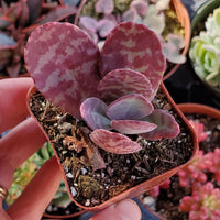 Purple White Kalanchoe Humilis Flower seeds for Planting Perfect for Borders Heirloom & GMO Free Seeds for Home Garden 
 
 Sale