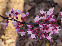 Redbud Flower seeds for Planting Fragrant Blossoms Heirloom & GMO Free Seeds for Home Garden