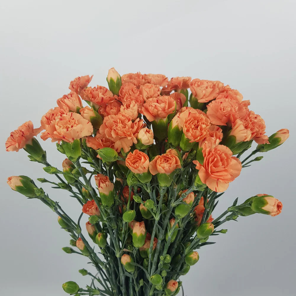 Light Orange Carnation Flower seeds for Planting - Wildflower Mix, Heirloom & GMO Free Seeds for Home Garden