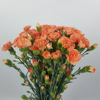Light Orange Carnation Flower seeds for Planting - Wildflower Mix, Heirloom & GMO Free Seeds for Home Garden