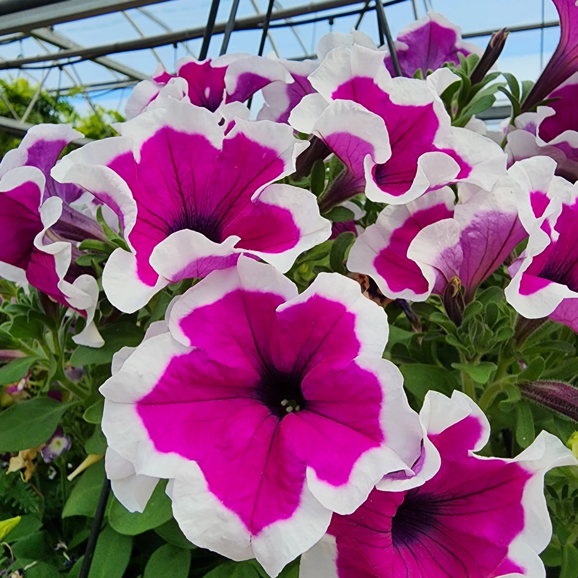 Red Picotee Petunia Dreams Seeds for Planting Balcony Planters Flower Beds