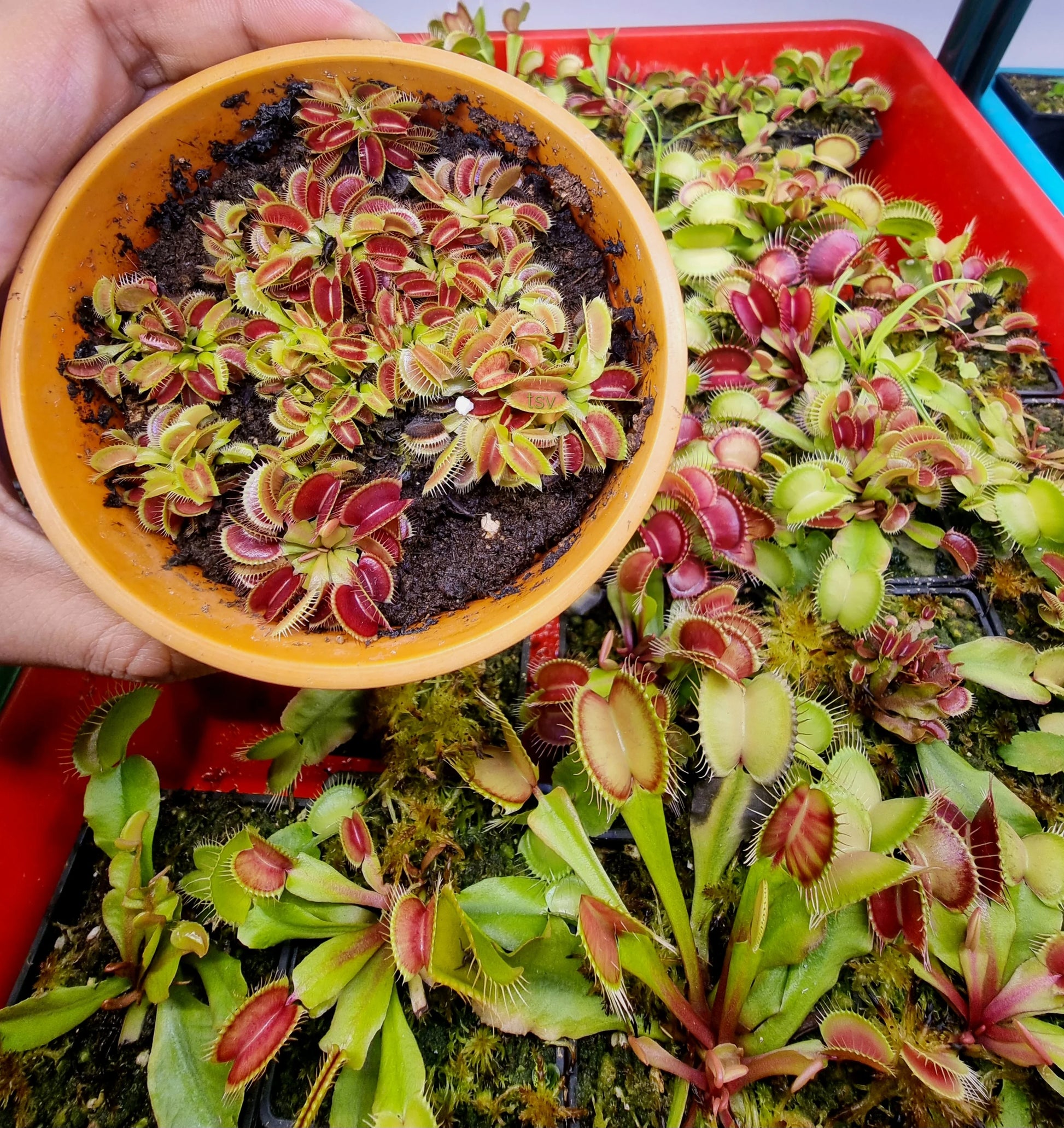 Venus Fly Trap Red Flower seeds for Planting - Pollinator Friendly, Heirloom & GMO Free Seeds for Home Garden
