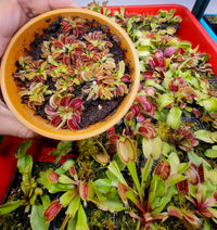 Venus Fly Trap Red Flower seeds for Planting - Pollinator Friendly, Heirloom & GMO Free Seeds for Home Garden