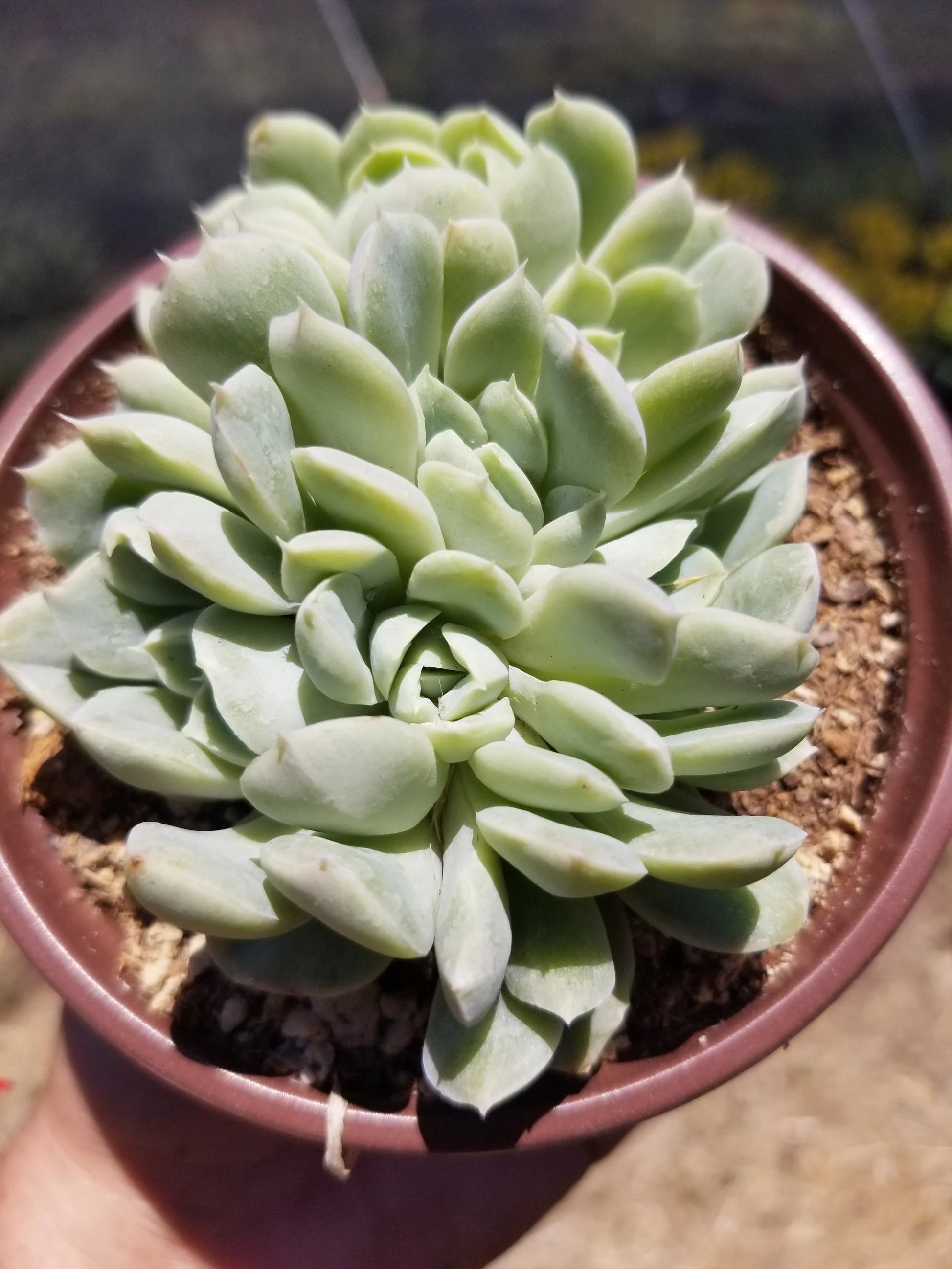 Succulent Flower seeds for Planting Bright Blooms Heirloom & GMO Free Seeds for Home Garden
