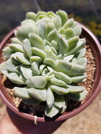 Succulent Flower seeds for Planting Bright Blooms Heirloom & GMO Free Seeds for Home Garden