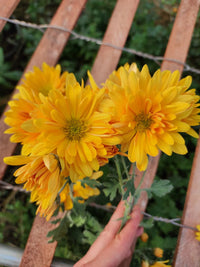 Heirloom Sunshine Flower seeds for Planting Cut Flower Favorite Heirloom & GMO Free Seeds for Home Garden