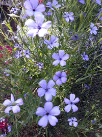 Blue Viscaria Flower seeds for Planting - Fragrant Blossoms, Heirloom & GMO Free Seeds for Home Garden