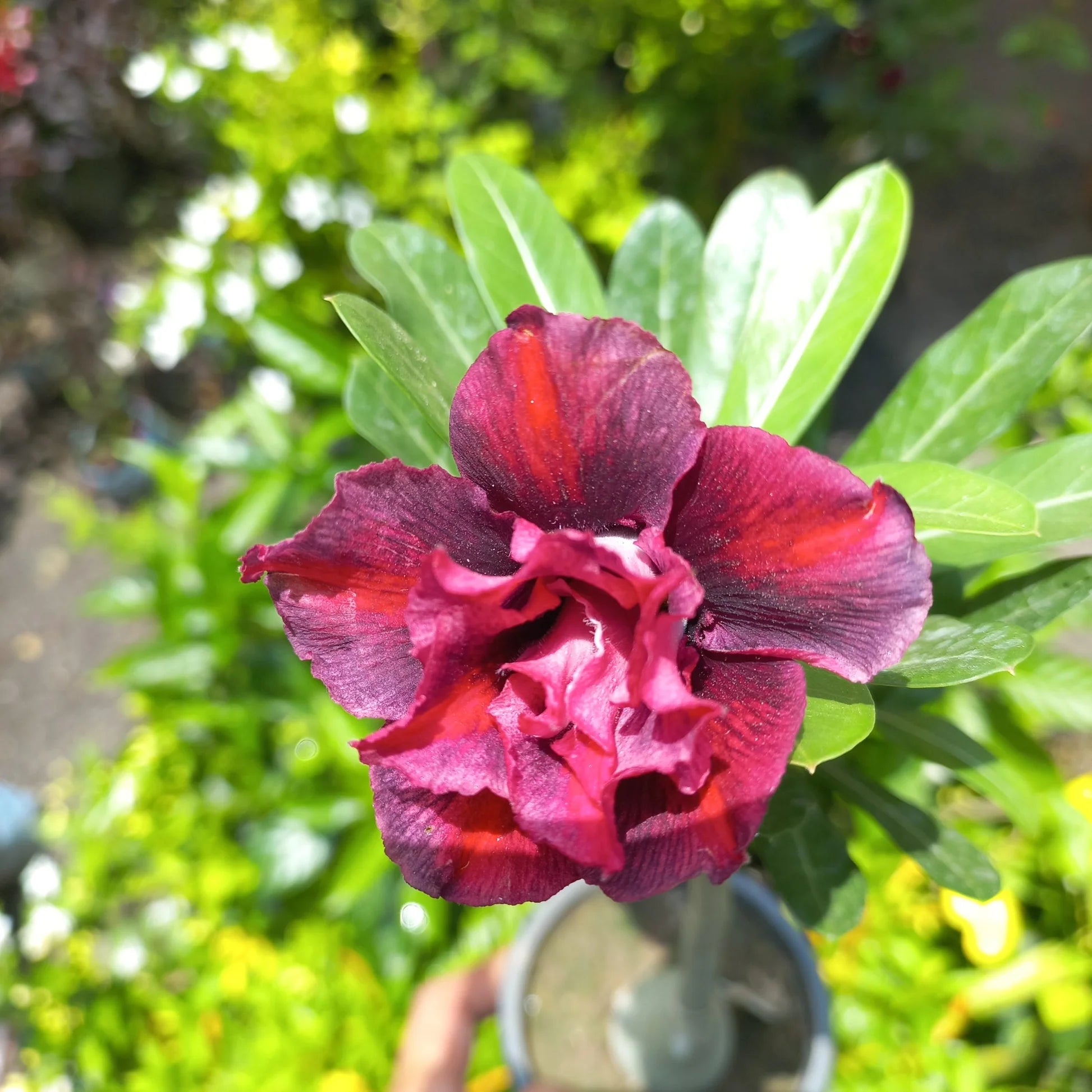 Burgundy Adenium Obesum Flower Seeds for Planting Shade Tolerant Heirloom & GMO Free Seeds for Home Garden
 
 Sale