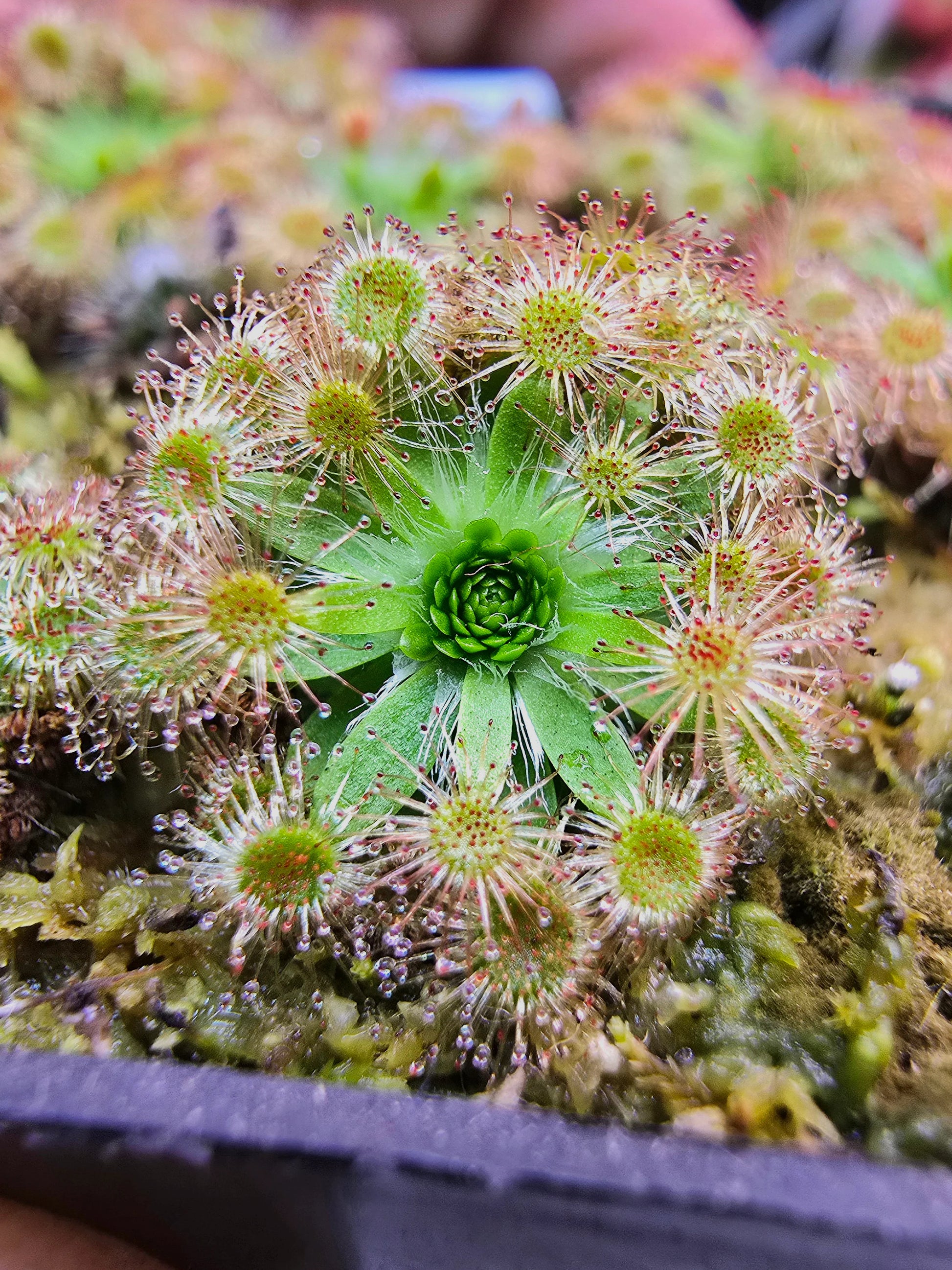Sonnentau Clip Venus Flytrap Seeds for Planting home garden flower bed