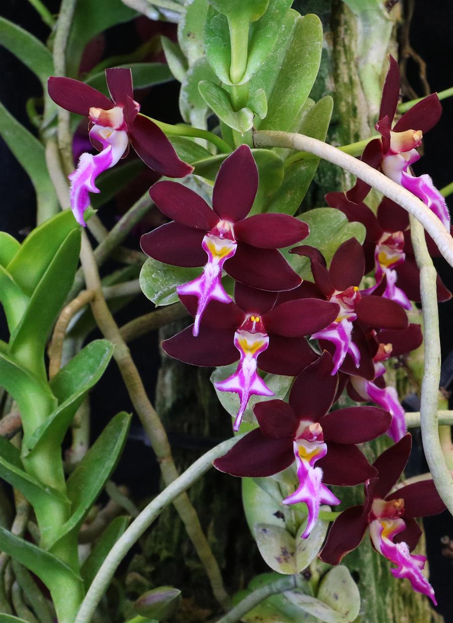 Trichoglottis Flower seeds for Planting Cottage Garden Essential Heirloom & GMO Free Seeds for Home Garden