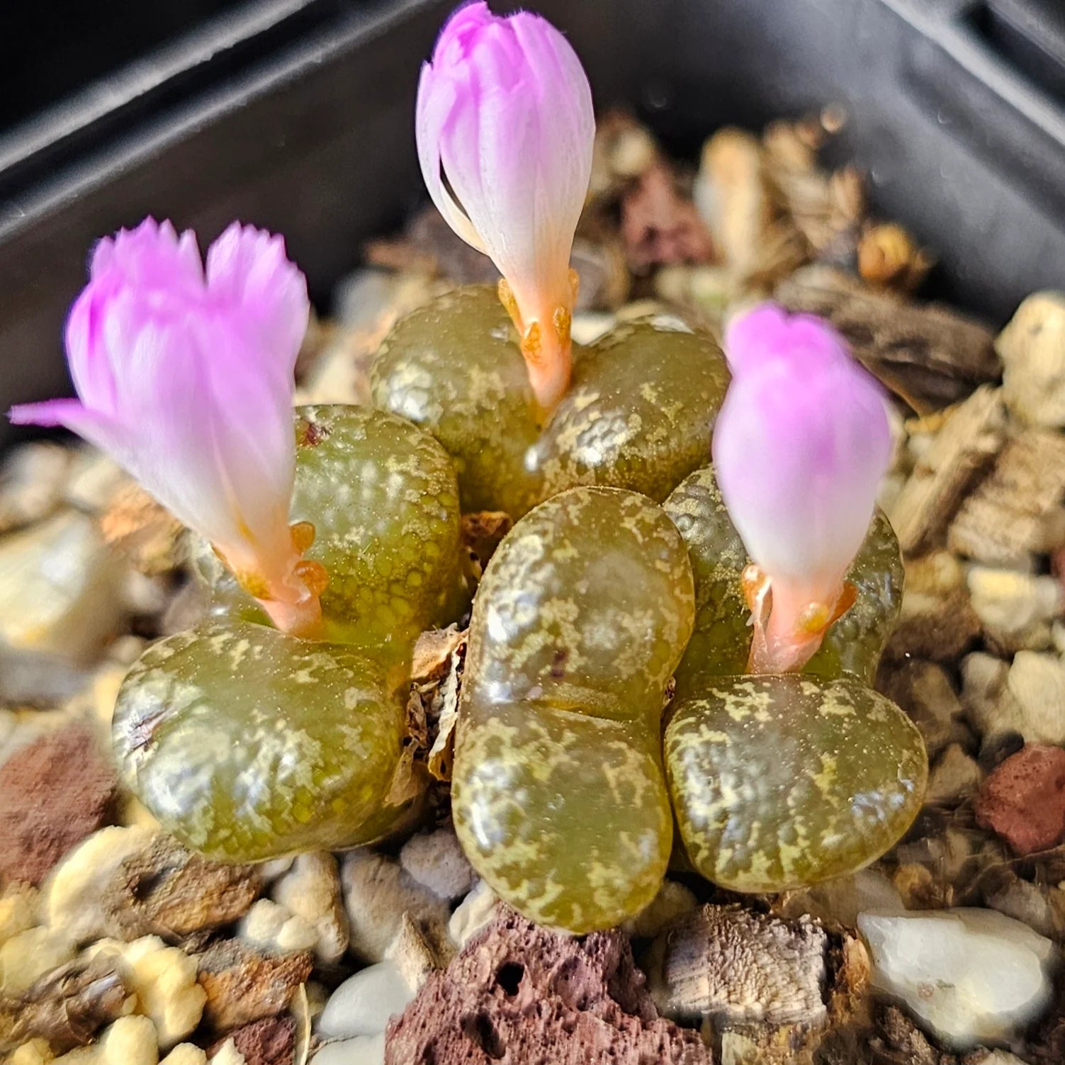 Conophytum Burgeri Succulent Flower seeds for Planting - Easy to Grow, Heirloom & GMO Free Seeds for Home Garden