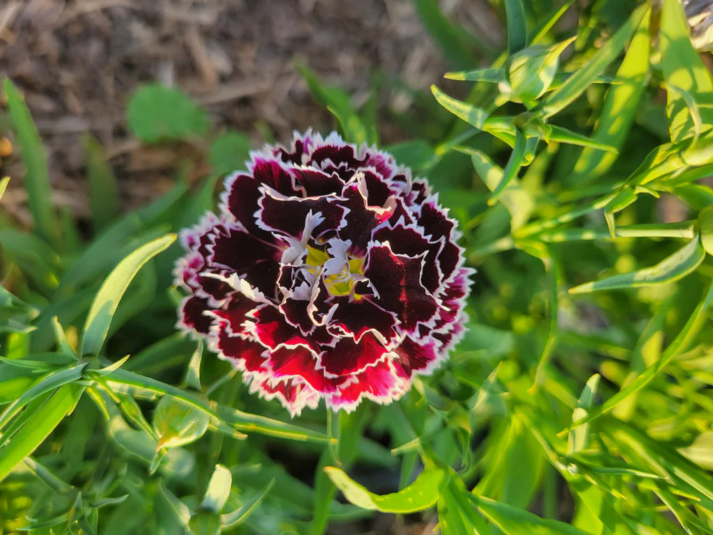 Black White Dianthus Flower seeds for Planting - Fragrant Blossoms, Heirloom & GMO Free Seeds for Home Garden