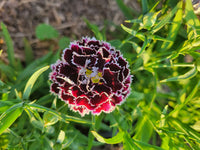 Black White Dianthus Flower seeds for Planting - Fragrant Blossoms, Heirloom & GMO Free Seeds for Home Garden