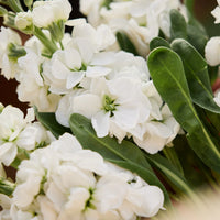 Avalanche Flower seeds for Planting - Seasonal Bloomer, Heirloom & GMO Free Seeds for Home Garden