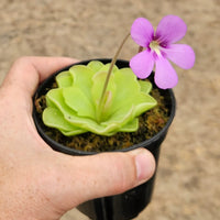 Pinguicula Flower seeds for Planting Vibrant Colors Heirloom & GMO Free Seeds for Home Garden