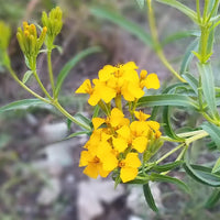 Yellow Mexican Tarragon Flower seeds for Planting - Low Maintenance, Heirloom & GMO Free Seeds for Home Garden
